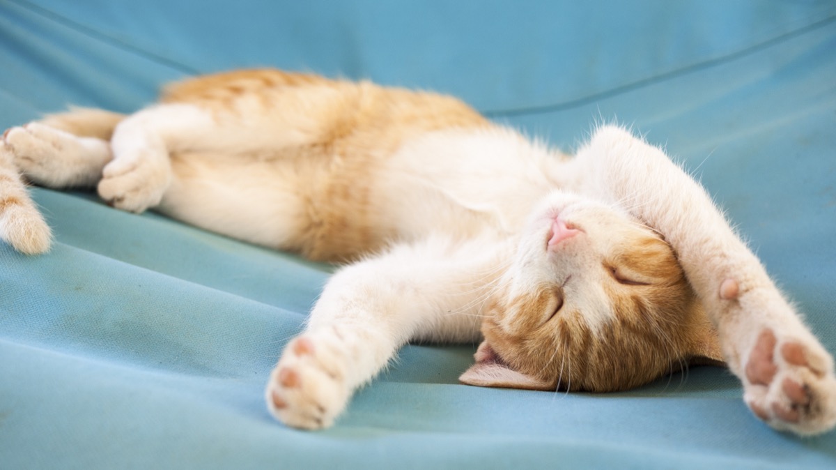 Nap time for our hostel cat