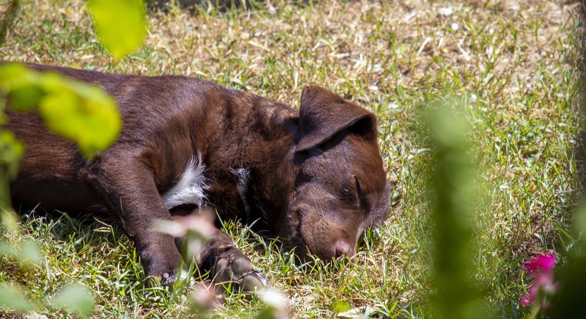 Our dog taking a time-off during the day