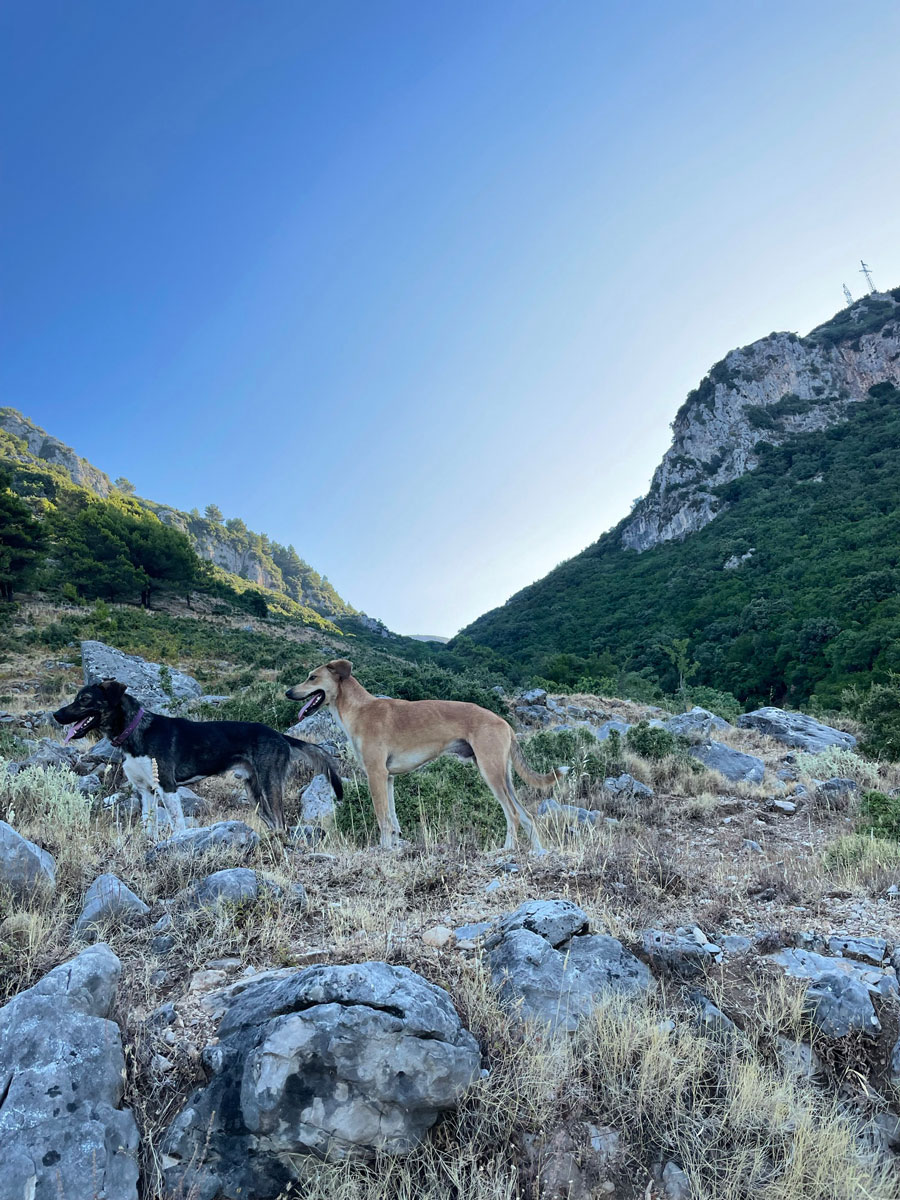 Friendly stray dogs and view onto Pilur mountain