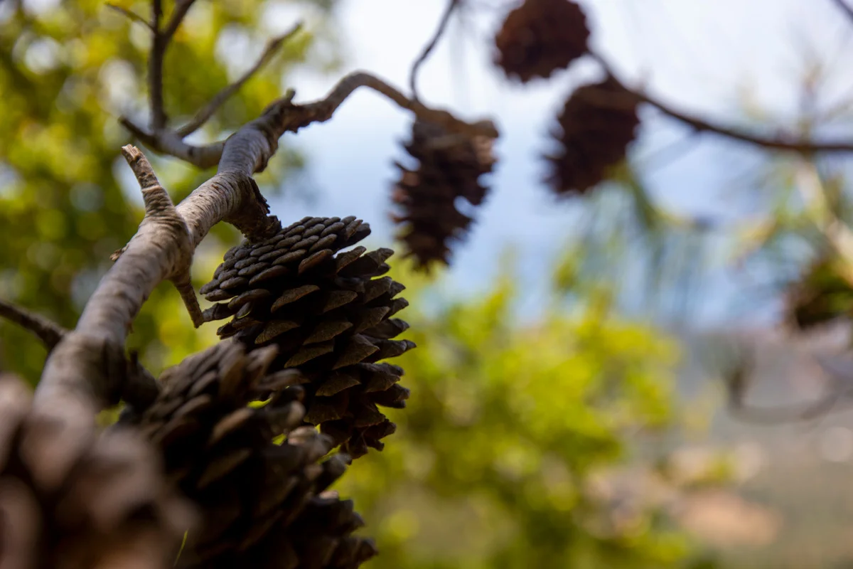 A pine tree along the way